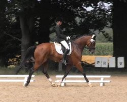 dressage horse Emirat 3 (Westphalian, 2008, from Ehrenstolz)