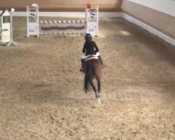 jumper Valentino 296 (German Riding Pony, 2002, from Van Gogh R)