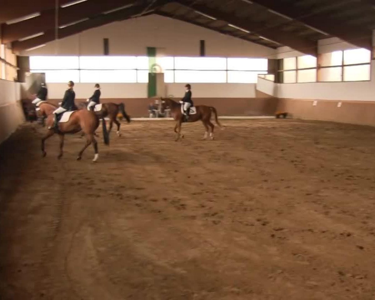 dressage horse Ach ist er bunt (unknown, 2007)