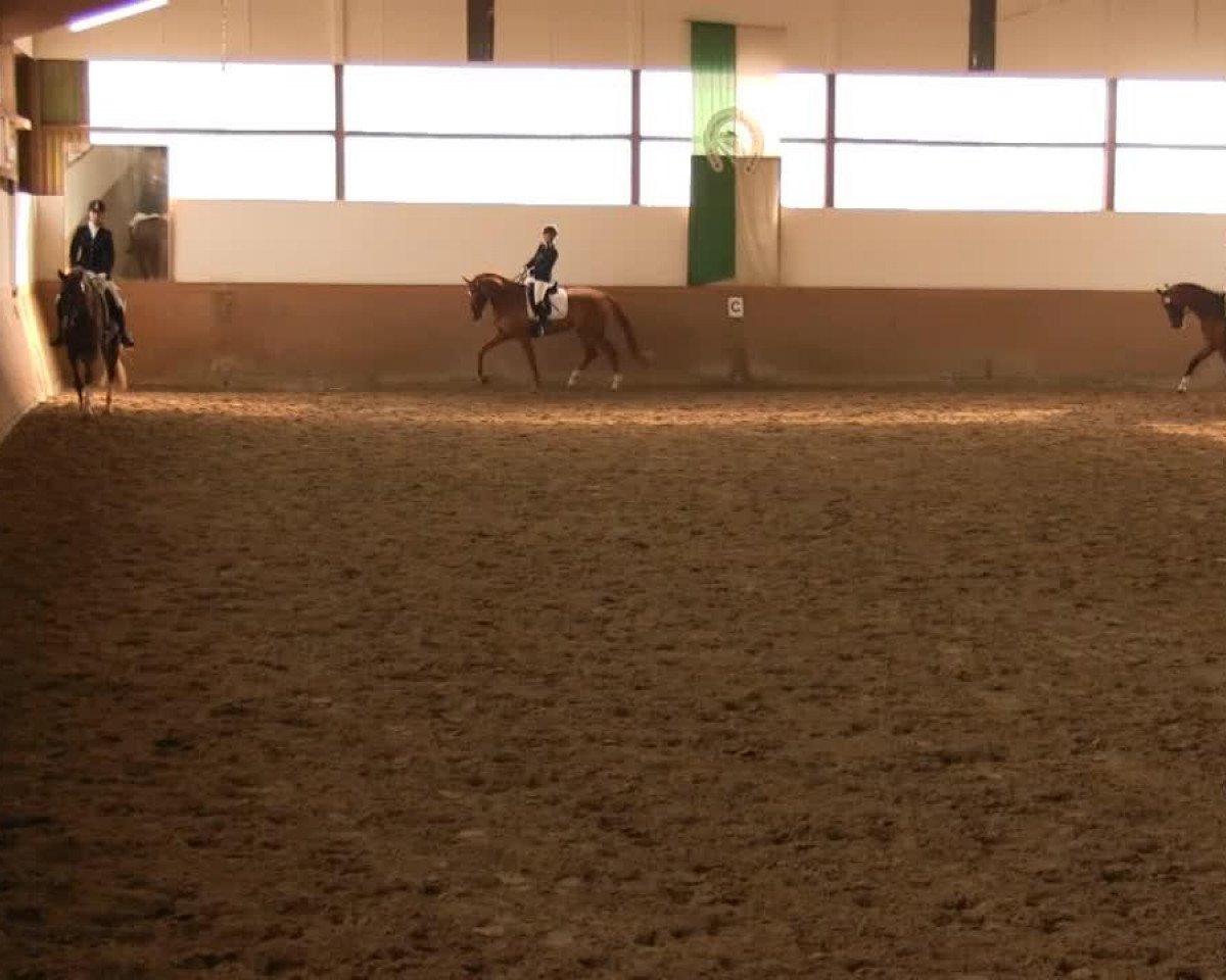 dressage horse Bugatti-Veyron B (Westphalian, 2009, from Belissimo NRW)