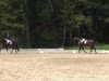 dressage horse Floriano V (Westphalian, 2009, from Florubin)