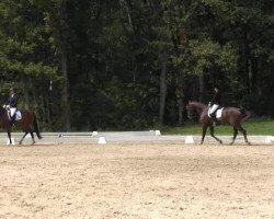 dressage horse Floriano V (Westphalian, 2009, from Florubin)