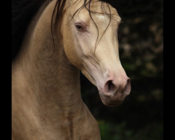 stallion Khaffee Kharamel GF (Arab half breed / Partbred, 2009, from Kharamel GF)