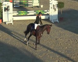 jumper Chanaia (Oldenburg show jumper, 2009, from Cornet's Stern)