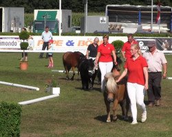 horse Enny (Shetland Pony, 2010, from Elvis Junior vom Fasanenweg)