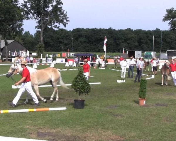 Zuchtstute Anna (Haflinger, 2010, von Augartner)