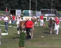 Pferd Anny (Haflinger, 2010, von Augartner)