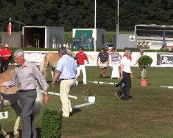 Pferd Ambra (Haflinger, 2010, von Adonis)