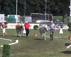 Zuchtstute Amira P (Haflinger, 2010, von Alabaster B)