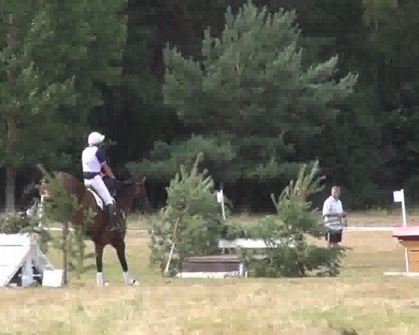 dressage horse Drop of Jupiter (Westphalian, 2007, from Daddy Cool)