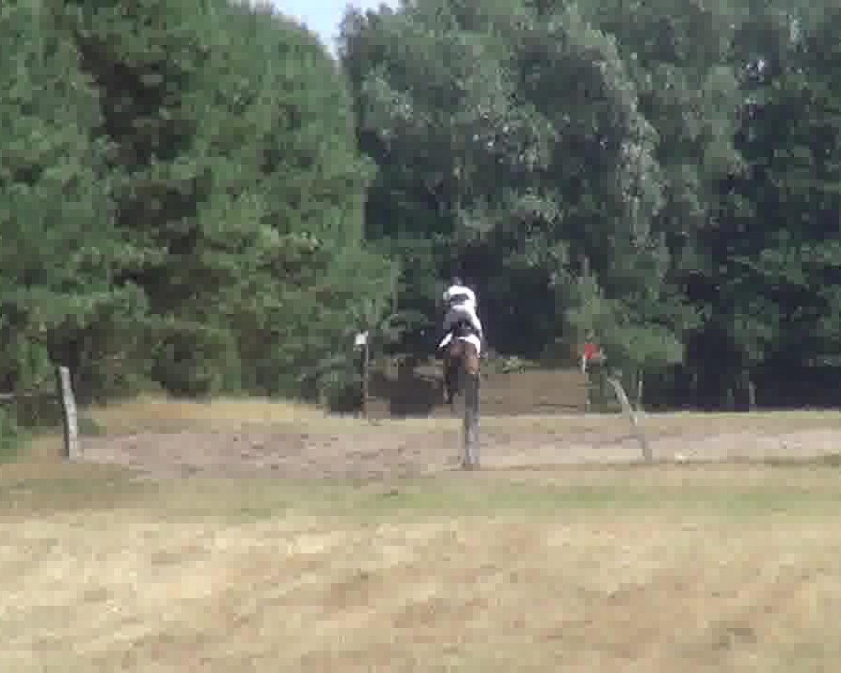Pferd Lefuria (Schwedisches Warmblut, 2001, von Leuthen I)