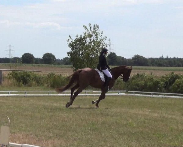 jumper Ziggy Marley M2S (KWPN (Royal Dutch Sporthorse), 2003, from Roven xx)