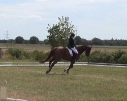 jumper Ziggy Marley M2S (KWPN (Royal Dutch Sporthorse), 2003, from Roven xx)