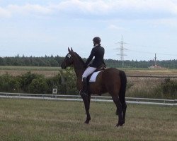 jumper Da Vinci 217 (Hanoverian, 2007, from D-Online)