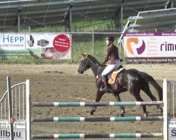 broodmare Ayla 75 (Oldenburg, 2006, from Amman)