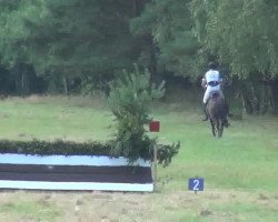 dressage horse Layenta (Hanoverian, 2007, from Locksley II)