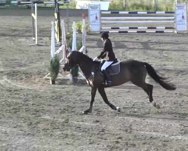 horse Matador 214 (Hanoverian, 2003, from Metternich)