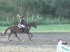 jumper Fiona 497 (Czech Warmblood, 2006, from First Bride)