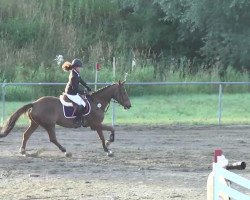 Springpferd Fiona 497 (Tschechisches Warmblut, 2006, von First Bride)