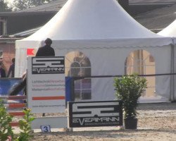 horse Daria 107 (Oldenburg show jumper, 2009, from Actros)