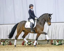 dressage horse Libero (Westphalian, 2012, from Lord Loxley I)