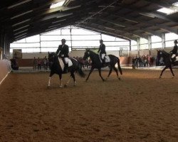 dressage horse Cassandra (Pinto, 2008)