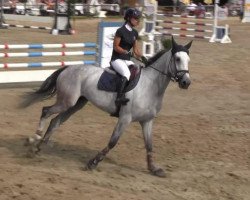 jumper Colt 19 (Holsteiner, 2006)