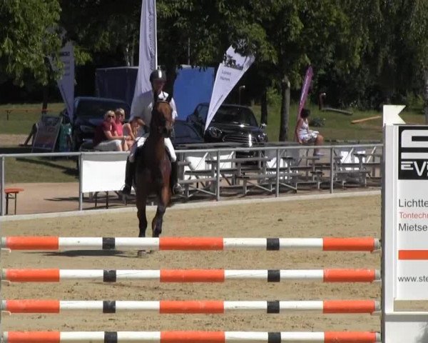 jumper Lenz 52 (Oldenburg show jumper, 2008)