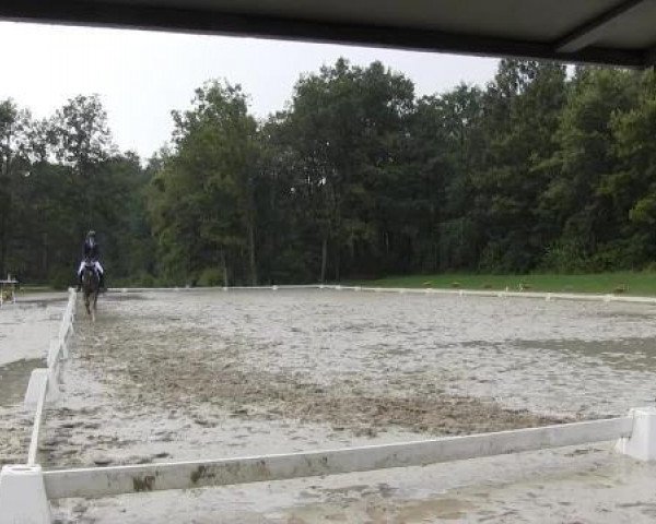 dressage horse Red Star N (Westphalian, 2010, from Red Diamond Fox)