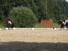 dressage horse Social Network 2 (Hanoverian, 2010, from Sarkozy 3)