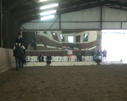 dressage horse Willow 271 (Mecklenburg, 2006, from Wind Dancer)