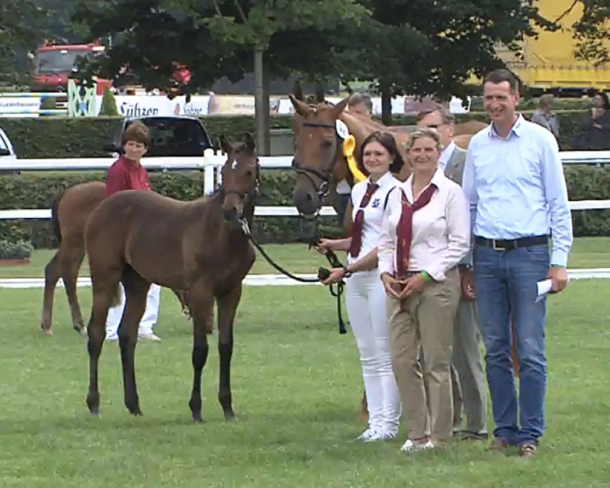 jumper Cascada (German Sport Horse, 2017, from Cormitender)