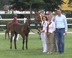 jumper Cascada (German Sport Horse, 2017, from Cormitender)