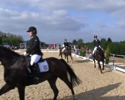 dressage horse Rinnovo (Danish Warmblood, 2007, from Rosentanz)