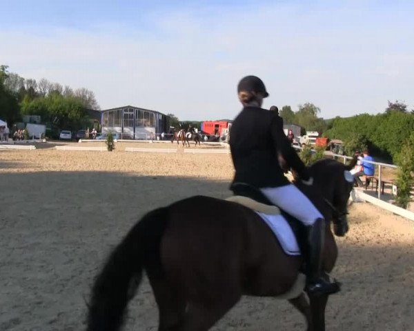 dressage horse Corazon 32 (unknown, 2007)