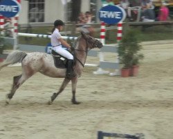 jumper Lexi Girl (German Riding Pony, 2005)