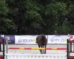 jumper Solution (Hanoverian, 2008, from Stalypso)