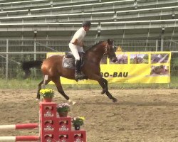 jumper Chikita La Silla (Oldenburg show jumper, 2009, from Chiquitin La Silla)