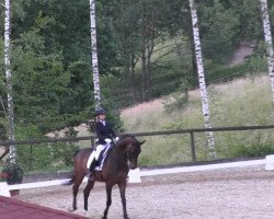 dressage horse Argento 14 (KWPN (Royal Dutch Sporthorse), 2005, from Sandreo)