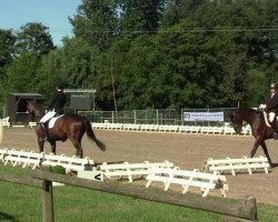 dressage horse Rum Chocolate (Bavarian, 2006, from Rubinero 2)