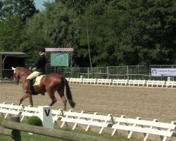 dressage horse Kinshasa S (Deutsches Reitpony, 2008, from Leuth Koriolan)