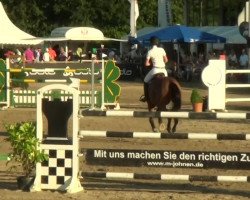 jumper Bernardo van de Helle (Belgian Warmblood, 2001, from Darco)