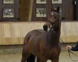 broodmare Layla Ludine (KWPN (Royal Dutch Sporthorse), 2016, from Eldorado vd Zeshoek Tn)