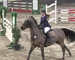 jumper Rahmannshof Balerano (Belgian Warmblood, 2007, from Baloubet du Rouet)