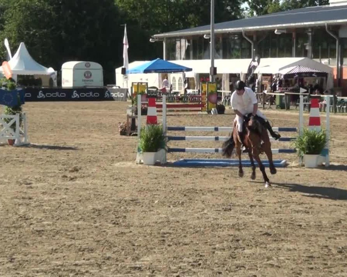 Springpferd Dior Bin Sarah (KWPN (Niederländisches Warmblut), 2008, von Flipper d'Elle)