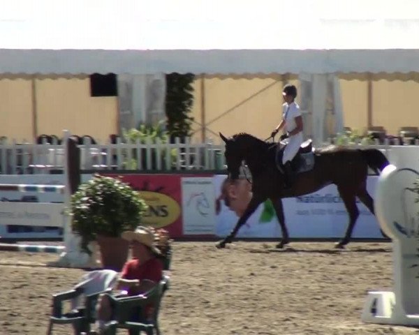 jumper Detroit 32 (KWPN (Royal Dutch Sporthorse), 2008)