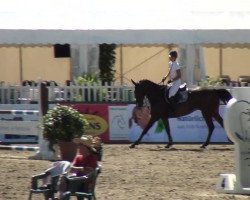 Springpferd Detroit 32 (KWPN (Niederländisches Warmblut), 2008)