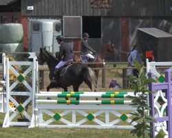 jumper Santa GB (Oldenburg show jumper, 2008, from Solitair)