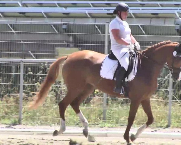 dressage horse Disney Diva (Hanoverian, 2008, from Dancier)