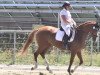 dressage horse Disney Diva (Hanoverian, 2008, from Dancier)